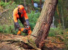 Best Tree Health Inspection  in Bangs, TX