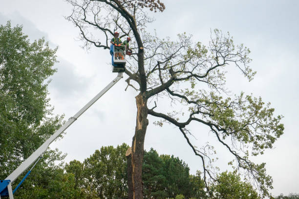 How Our Tree Care Process Works  in  Bangs, TX