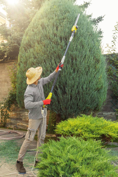 Leaf Removal in Bangs, TX